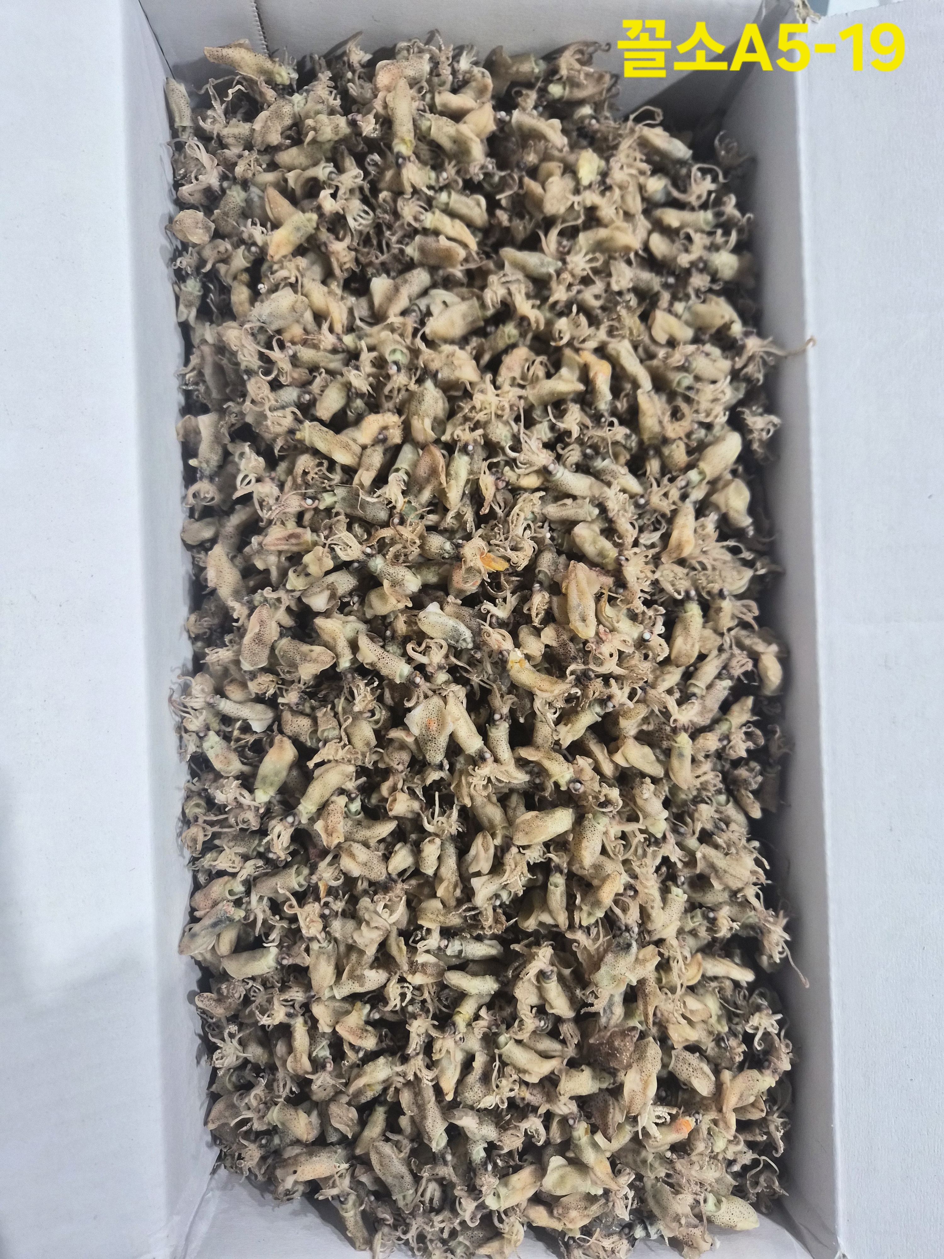 꼴뚜기 小 1.5kg  5-19