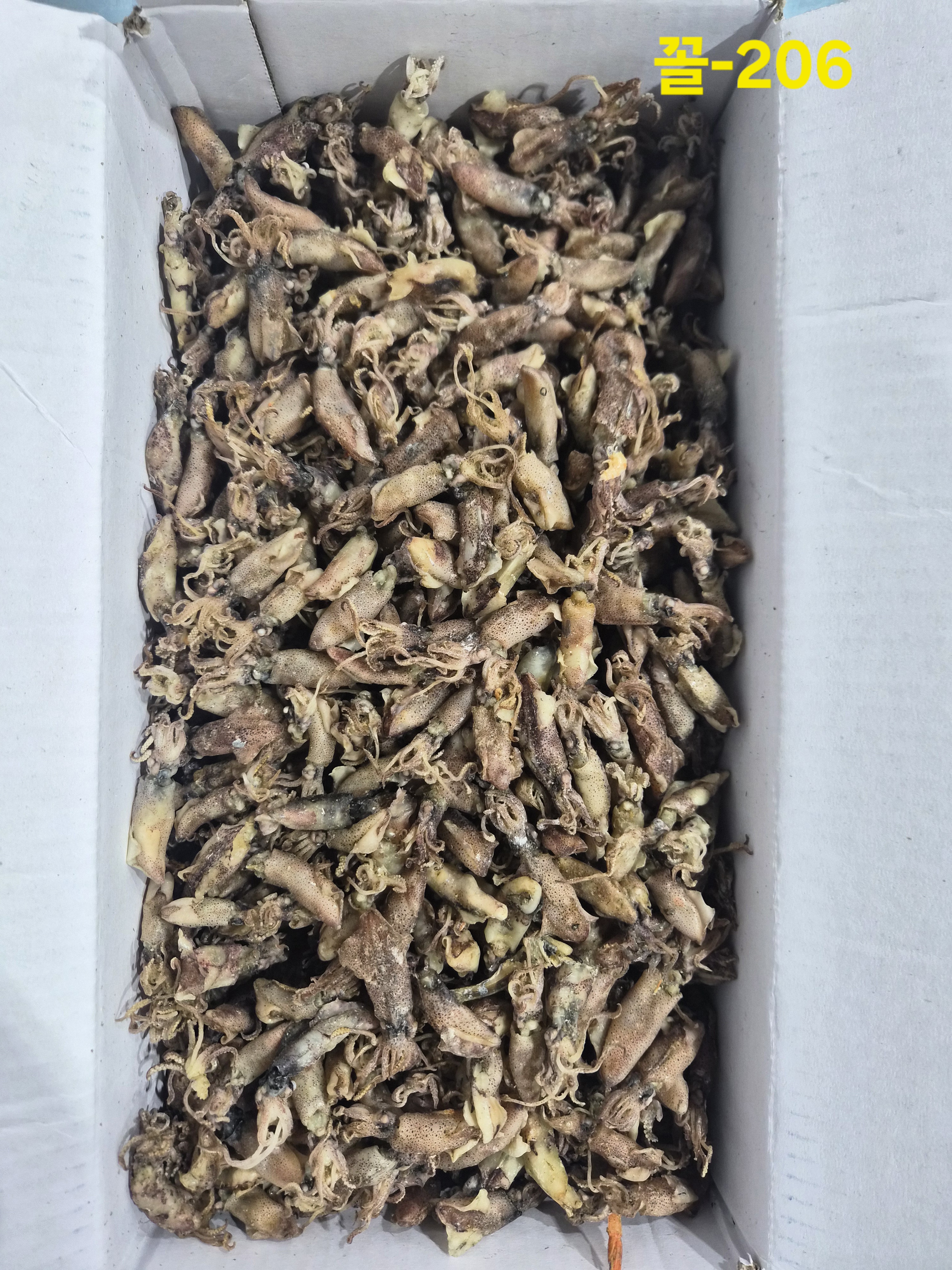 꼴뚜기 大 1.5kg 꼴-206
