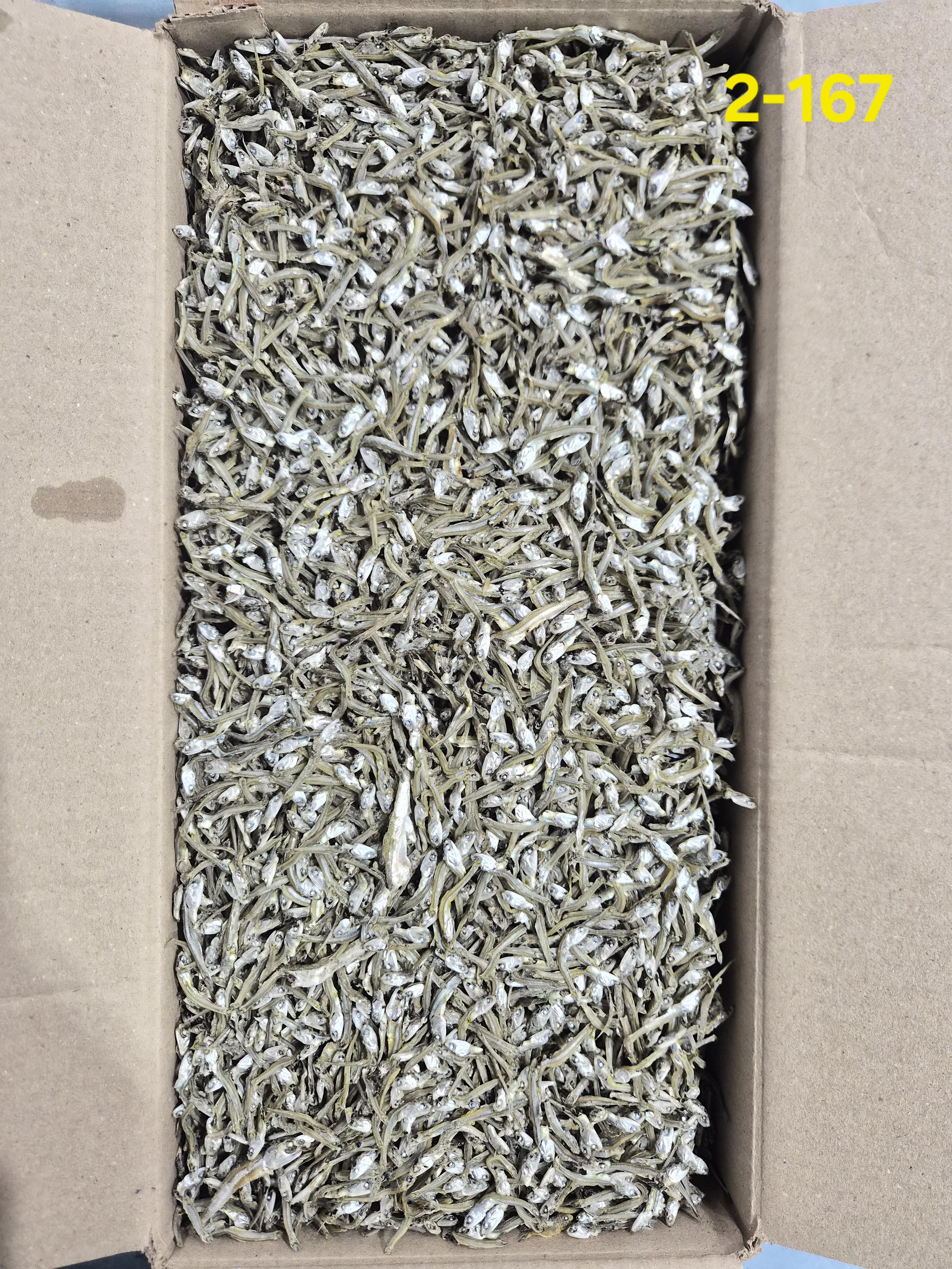 가이리 中 C급 1.5kg  2-167