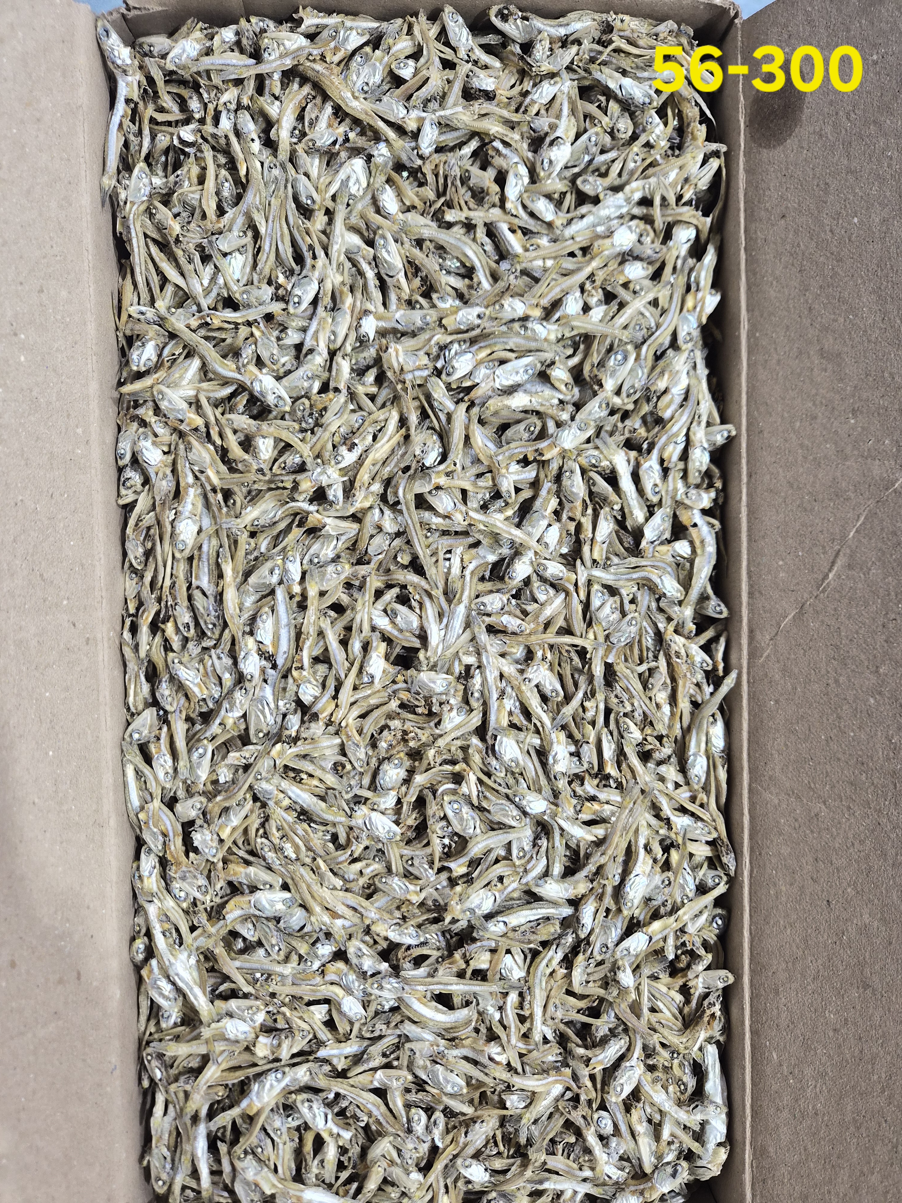 고가이리 中 C급 1.5kg 56-300