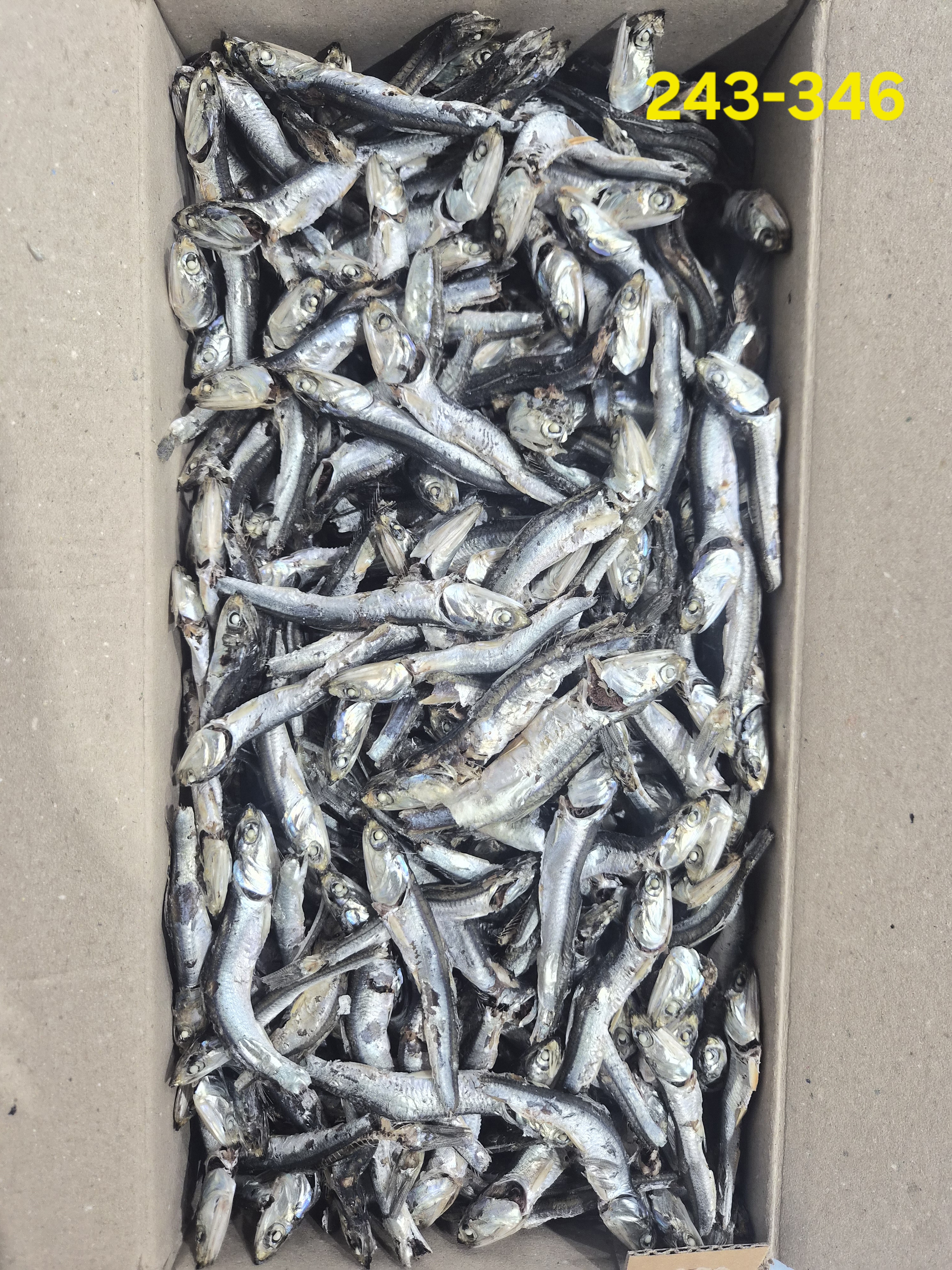 오주바 小 B급 1.5kg 243-346