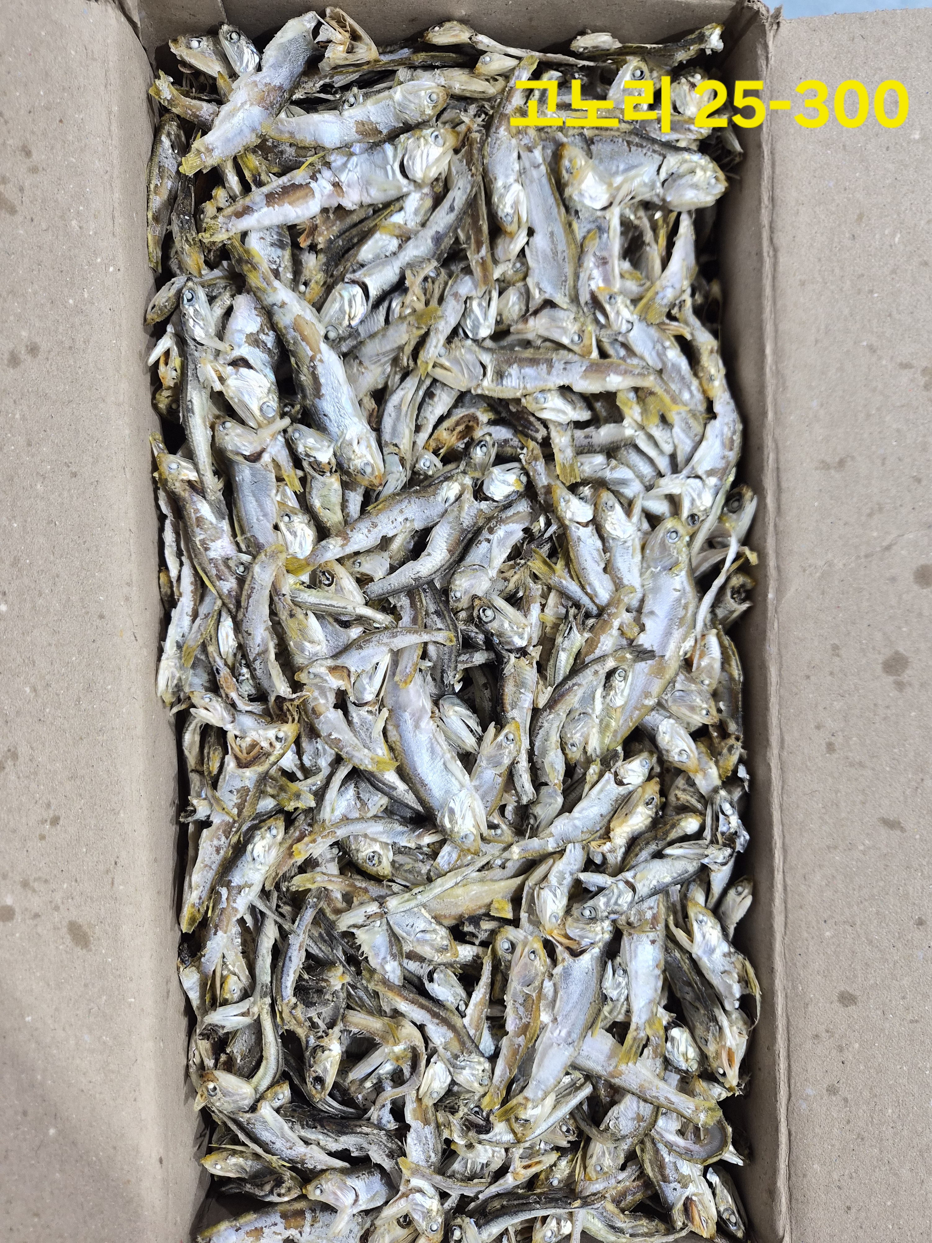 고노리,곤어리 1.5kg 25-300