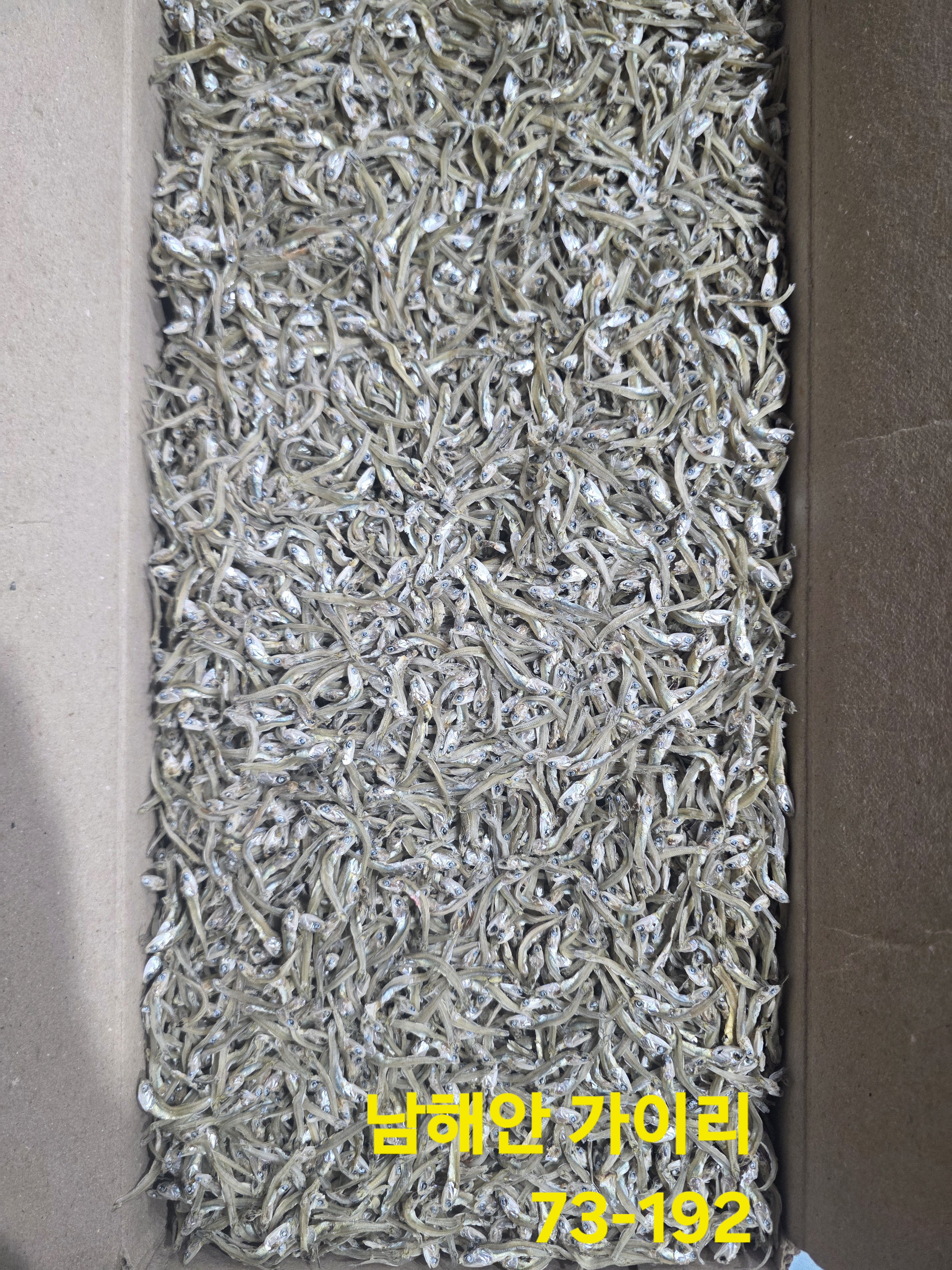가이리 小 1.5kg / 남해안 특가이리 / 잔가이리 73-192