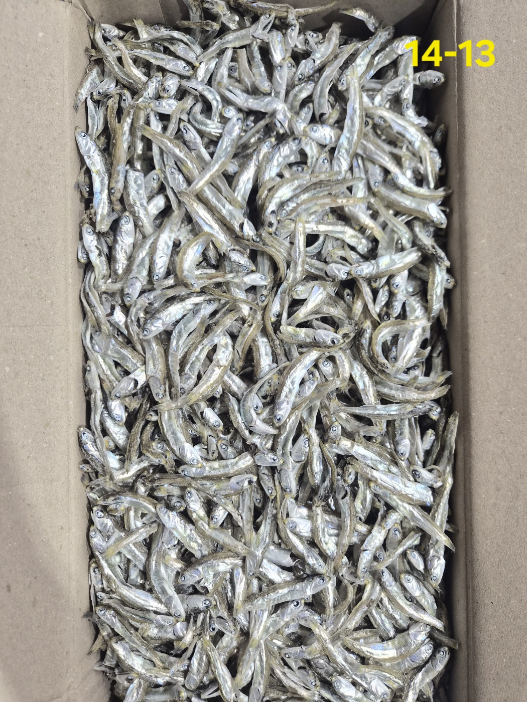 햇멸치, 햇정치망, 햇고주바 소A급 1.5kg 14-13
