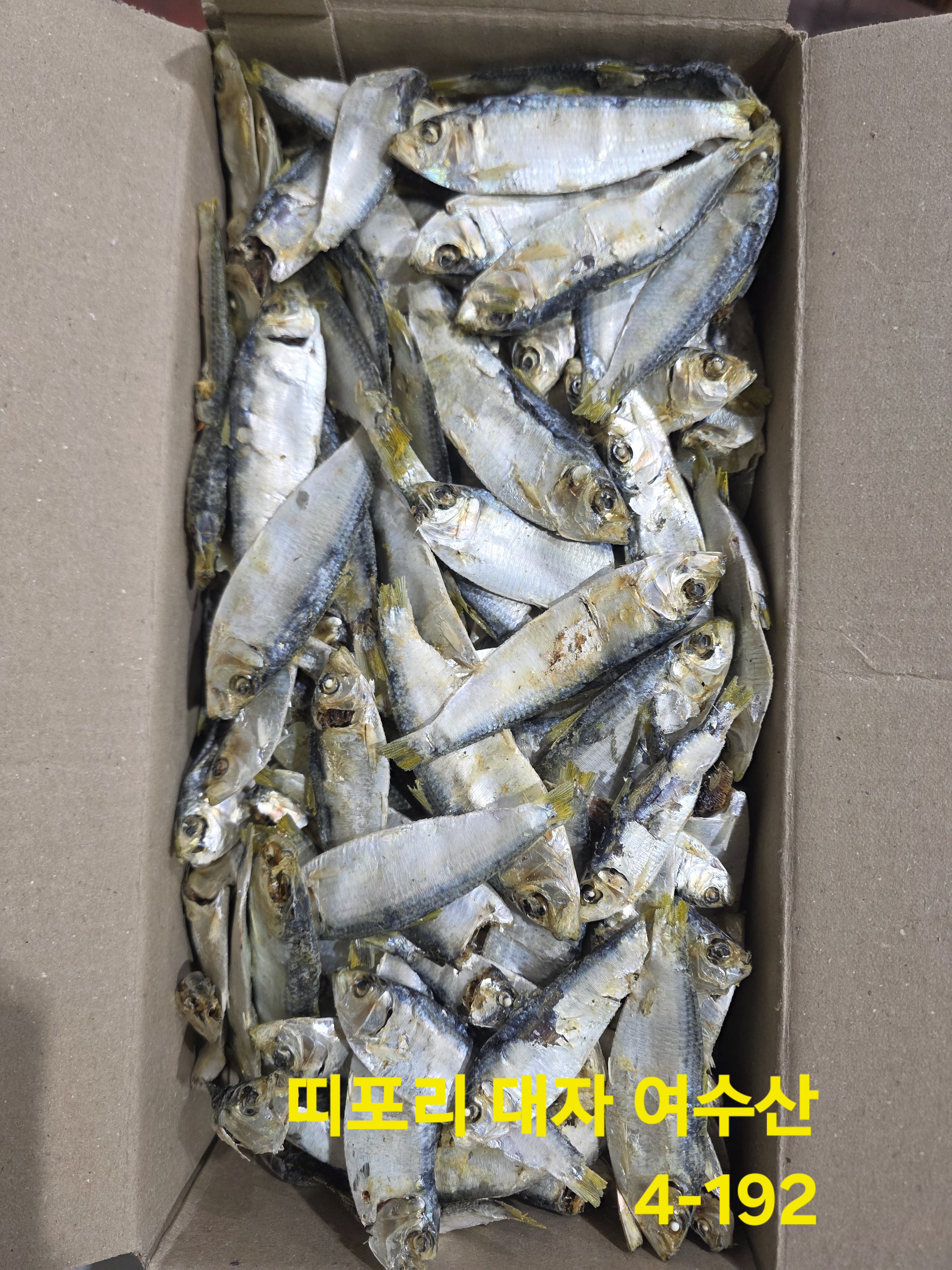 띠포리 大 1.5kg / 여수산 / 4-192